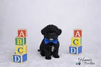 AKC Black Tcup Male 4-5lbs as adult , a male Poodle - Toy  for sale in Plantation Acres, FL – Photo 3 of 6