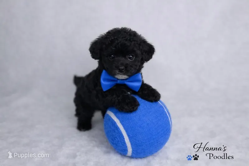 AKC Black Tcup Male 4-5lbs as adult 