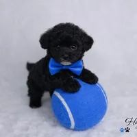 AKC Black Tuxedo Tcup Male 4-5lbs as adult , a male Poodle - Toy  for sale in Plantation Acres, FL – Photo 1 of 6