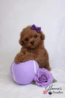 AKC Miss Violet Champion Bloodlines 2.5-3.5lbs as adult , a female Poodle - Toy  for sale in Plantation Acres, FL – Photo 6 of 7