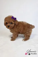 AKC Miss Violet Champion Bloodlines 2.5-3.5lbs as adult , a female Poodle - Toy  for sale in Plantation Acres, FL – Photo 4 of 7