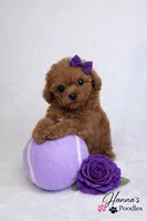 AKC Miss Violet Champion Bloodlines 2.5-3.5lbs as adult , a female Poodle - Toy  for sale in Plantation Acres, FL – Photo 1 of 7