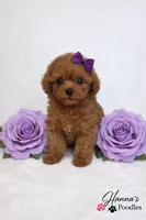 AKC Miss Violet Champion Bloodlines 2.5-3.5lbs as adult , a female Poodle - Toy  for sale in Plantation Acres, FL – Photo 5 of 7
