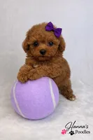 AKC Miss Violet Champion Bloodlines 2.5-3.5lbs as adult , a female Poodle - Toy  for sale in Plantation Acres, FL – Photo 7 of 7