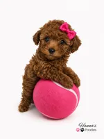 AKC Miss Pink Tiny Toy Poodle Puppy charting 5-6lbs as adult , a female Poodle - Toy  for sale in Plantation Acres, FL – 4 of 6