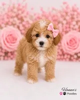 AKC Female Toy Poodle Puppy charting 7-8lbs, a female Poodle - Toy  for sale in Plantation Acres, FL – 2 of 6