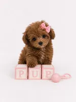 AKC Micro tcup poodle female charting 2-3lbs as adult , a female Poodle - Toy  for sale in Plantation Acres, FL – 4 of 6