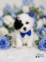 AKC Black Patch Solid White Male Large Toy , a male Poodle - Toy  for sale in Plantation Acres, FL – 2 of 8