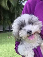 AKC Tcup Poodle 2.14lbs full grown , a male Poodle - Toy  for sale in Plantation Acres, FL – 3 of 3