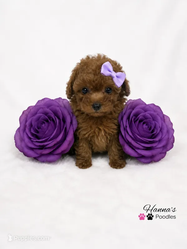 AKC Miss Purple Tiny Toy Poodle Puppy Charting 5lbs as adult  – Poodle - Toy  puppy for sale in Plantation Acres, FL