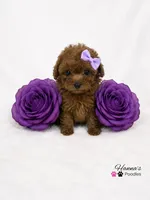 AKC Miss Purple Tiny Toy Poodle Puppy Charting 5lbs as adult , a female Poodle - Toy  for sale in Plantation Acres, FL – 1 of 5