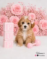 AKC Female Toy Poodle Puppy charting 7-8lbs, a female Poodle - Toy  for sale in Plantation Acres, FL – 5 of 6