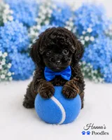 AKC Rare Poodle Puppy Male charting 4-5lbs , a male Poodle - Toy  for sale in Plantation Acres, FL – 5 of 6