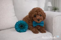 AKC Red Male charting 6-8lbs , a male Poodle - Toy  for sale in Plantation Acres, FL – Photo 3 of 5