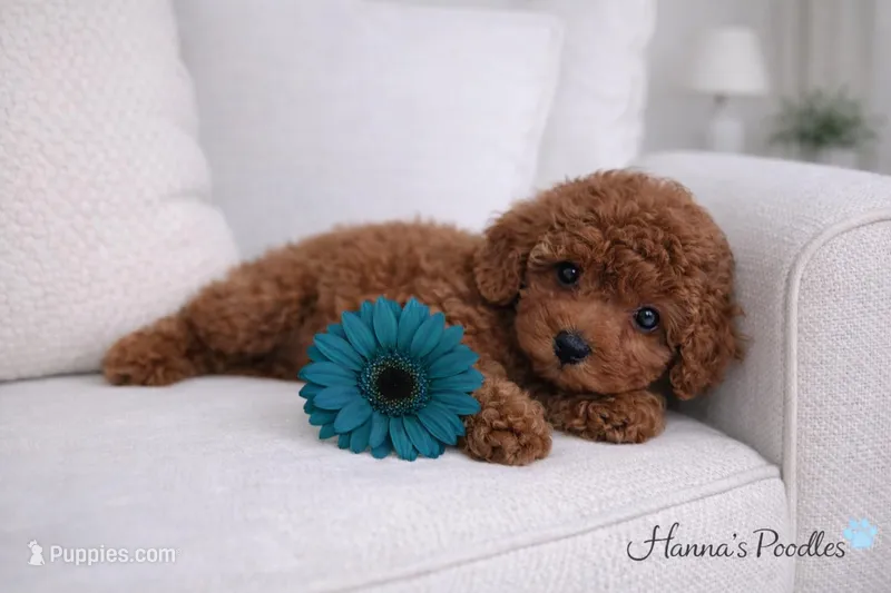 AKC Red Male charting 6-8lbs , a male Poodle - Toy  for sale in Plantation Acres, FL – Photo 1 of 5