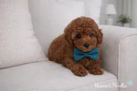 AKC Red Male charting 6-8lbs , a male Poodle - Toy  for sale in Plantation Acres, FL – Photo 2 of 5