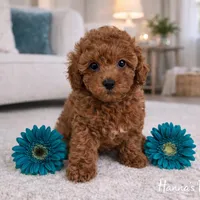 AKC Red Male charting 7-8lbs , a male Poodle - Toy  for sale in Plantation Acres, FL – Photo 3 of 4