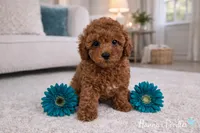 AKC Red Male charting 6-8lbs , a male Poodle - Toy  for sale in Plantation Acres, FL – Photo 4 of 5