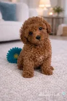 AKC Red Male charting 6-8lbs , a male Poodle - Toy  for sale in Plantation Acres, FL – Photo 5 of 5