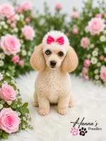 AKC T Cup Poodle 3lbs full grown already, a female Poodle - Toy  for sale in Plantation Acres, FL – 5 of 5