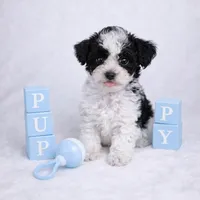 AKC Tcup Black & White Parti Male 4-5lbs as adult , a male Poodle - Toy  for sale in Plantation Acres, FL – Photo 6 of 8