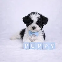 AKC Tcup Black & White Parti Male 4-5lbs as adult , a male Poodle - Toy  for sale in Plantation Acres, FL – Photo 4 of 8