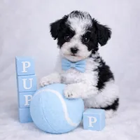 AKC Tcup Black & White Parti Male 4-5lbs as adult , a male Poodle - Toy  for sale in Plantation Acres, FL – Photo 7 of 8