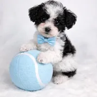 AKC Tcup Black & White Parti Male 4-5lbs as adult , a male Poodle - Toy  for sale in Plantation Acres, FL – Photo 8 of 8