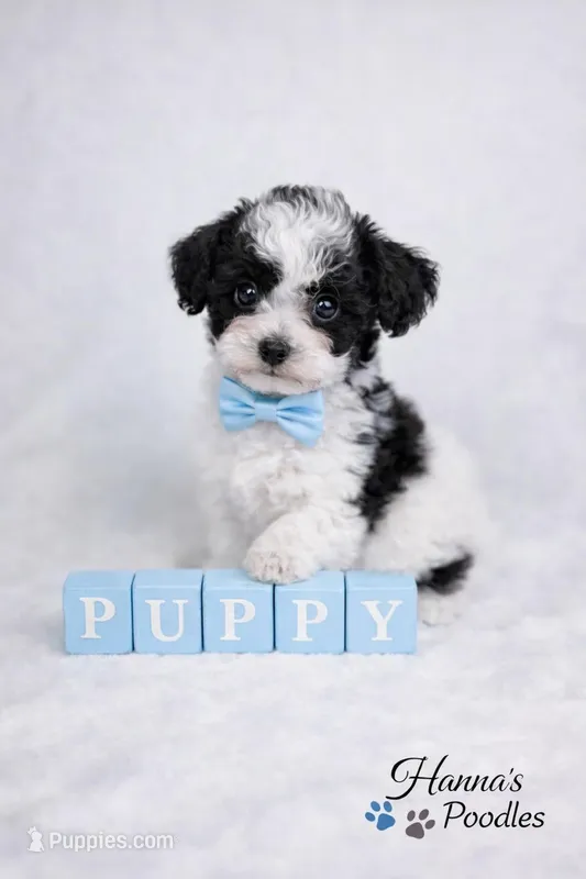 AKC Tcup Black & White Parti Male 4-5lbs as adult 