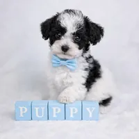 AKC Tcup Black & White Parti Male 4-5lbs as adult , a male Poodle - Toy  for sale in Plantation Acres, FL – Photo 1 of 8