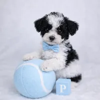AKC Tcup Black & White Parti Male 4-5lbs as adult , a male Poodle - Toy  for sale in Plantation Acres, FL – Photo 3 of 8