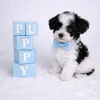 AKC Tcup Black & White Parti Male 4-5lbs as adult , a male Poodle - Toy  for sale in Plantation Acres, FL – Photo 2 of 8
