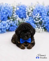 AKC Rare Poodle Puppy Male charting 4-5lbs , a male Poodle - Toy  for sale in Plantation Acres, FL – 2 of 6