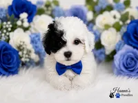 AKC Black Patch Solid White Male Large Toy , a male Poodle - Toy  for sale in Plantation Acres, FL – 6 of 8