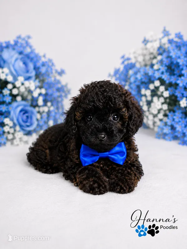 AKC Rare Poodle Puppy Male charting 4-5lbs  – Poodle - Toy  puppy for sale in Plantation Acres, FL