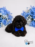 AKC Rare Poodle Puppy Male charting 4-5lbs , a male Poodle - Toy  for sale in Plantation Acres, FL – 1 of 6