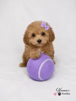 AKC Apricot Female charting 6lbs, a female Poodle - Toy  for sale in Plantation Acres, FL – 2 of 8