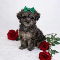 AKC Tiny Toy Merle Poodle Female 6lbs as adult, a female Poodle - Toy  for sale in Plantation Acres, FL – Photo 5 of 6
