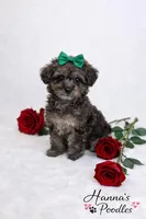 AKC 5-6lbs as adult, a female Poodle - Toy  for sale in Plantation Acres, FL – Photo 5 of 6