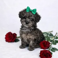 AKC Tiny Toy Merle Poodle Female 6lbs as adult, a female Poodle - Toy  for sale in Plantation Acres, FL – Photo 1 of 6