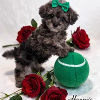 AKC Tiny Toy Merle Poodle Female 6lbs as adult, a female Poodle - Toy  for sale in Plantation Acres, FL – Photo 6 of 6