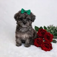 AKC Tiny Toy Merle Poodle Female 6lbs as adult, a female Poodle - Toy  for sale in Plantation Acres, FL – Photo 4 of 6