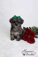 AKC 5-6lbs as adult, a female Poodle - Toy  for sale in Plantation Acres, FL – Photo 4 of 6