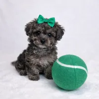 AKC Tiny Toy Merle Poodle Female 6lbs as adult, a female Poodle - Toy  for sale in Plantation Acres, FL – Photo 3 of 6