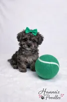 AKC 5-6lbs as adult, a female Poodle - Toy  for sale in Plantation Acres, FL – Photo 3 of 6