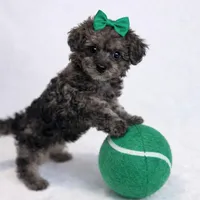 AKC Tiny Toy Merle Poodle Female 6lbs as adult, a female Poodle - Toy  for sale in Plantation Acres, FL – Photo 2 of 6