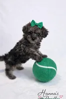 AKC 5-6lbs as adult, a female Poodle - Toy  for sale in Plantation Acres, FL – Photo 2 of 6