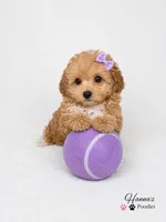 AKC Apricot Female charting 6lbs, a female Poodle - Toy  for sale in Plantation Acres, FL – 5 of 8