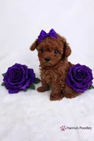 AKC Amethyst Female Tcup Poodle 3-5lbs, a female Poodle - Toy  for sale in Plantation Acres, FL – Photo 5 of 6