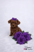 AKC Amethyst Female Tcup Poodle 3-5lbs, a female Poodle - Toy  for sale in Plantation Acres, FL – Photo 3 of 6